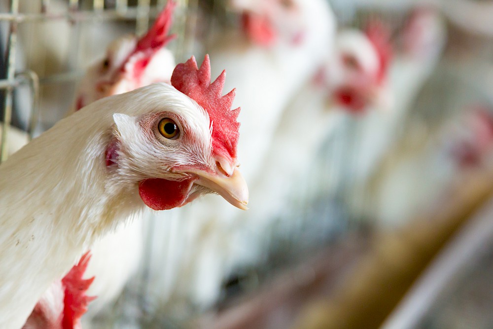 great-eggs-start-with-well-fed-hens