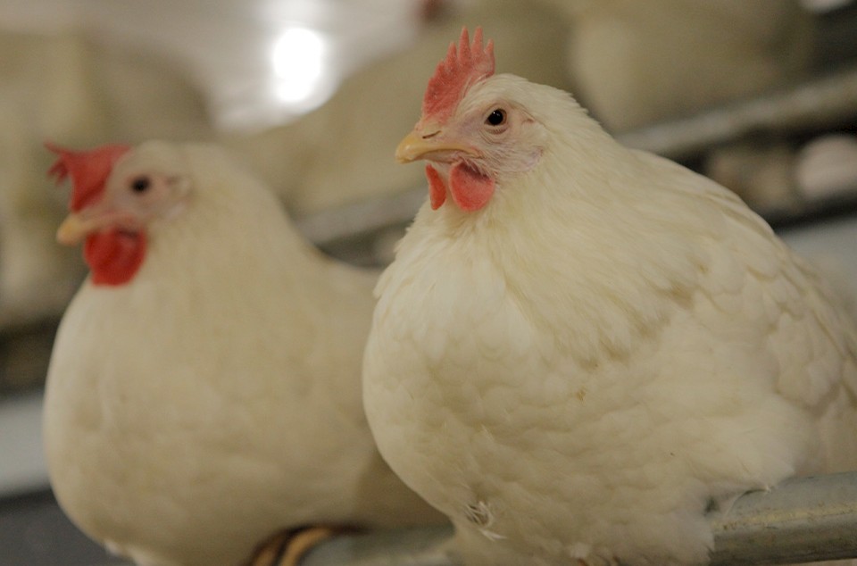 hp-hen-well-being