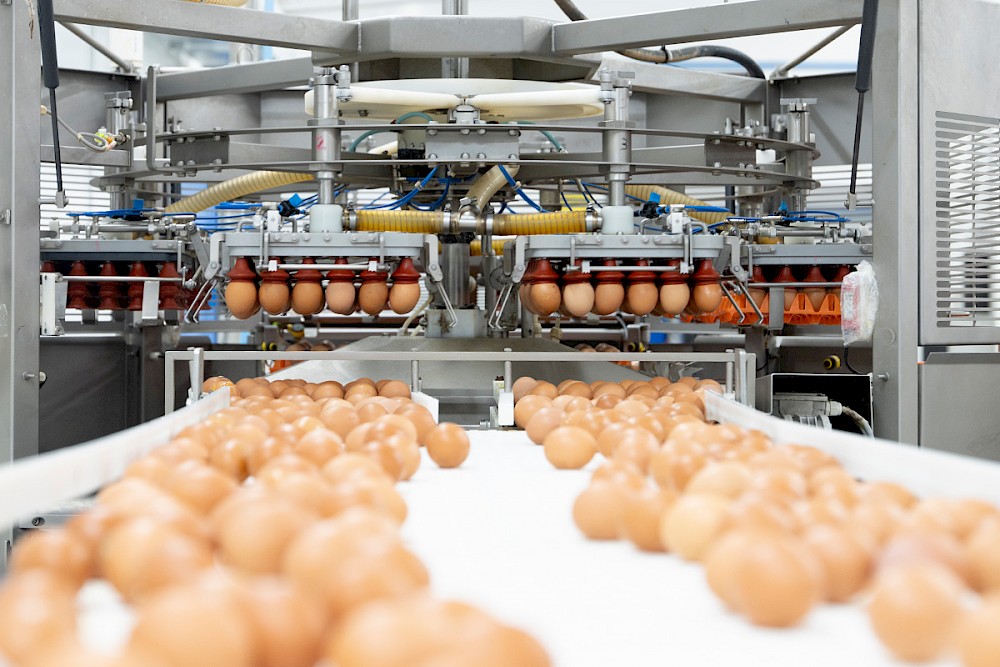 morning-fresh-farms-02